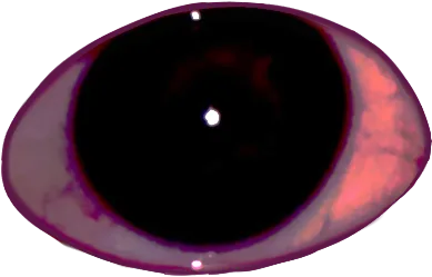 A single glossy, bloodshot eye with a dark pupil, the gore replacement for a sewn-shut bear eye